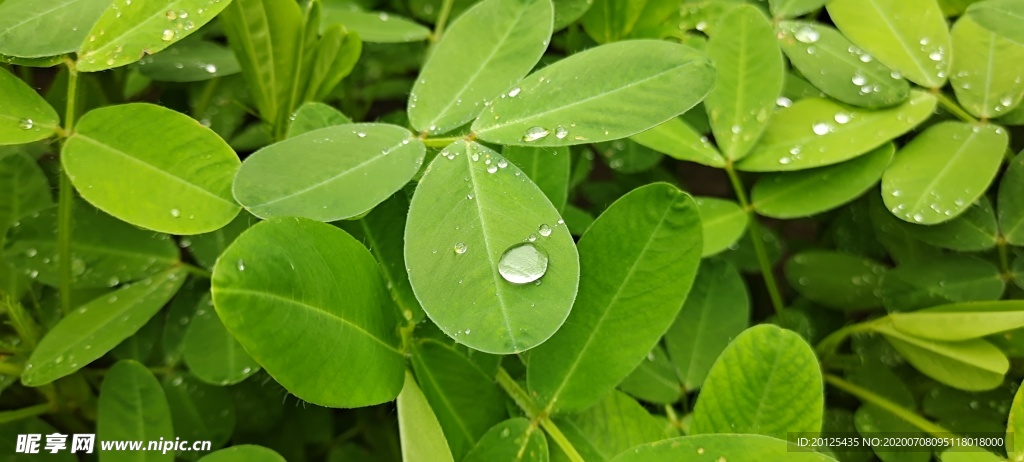 花生  水珠