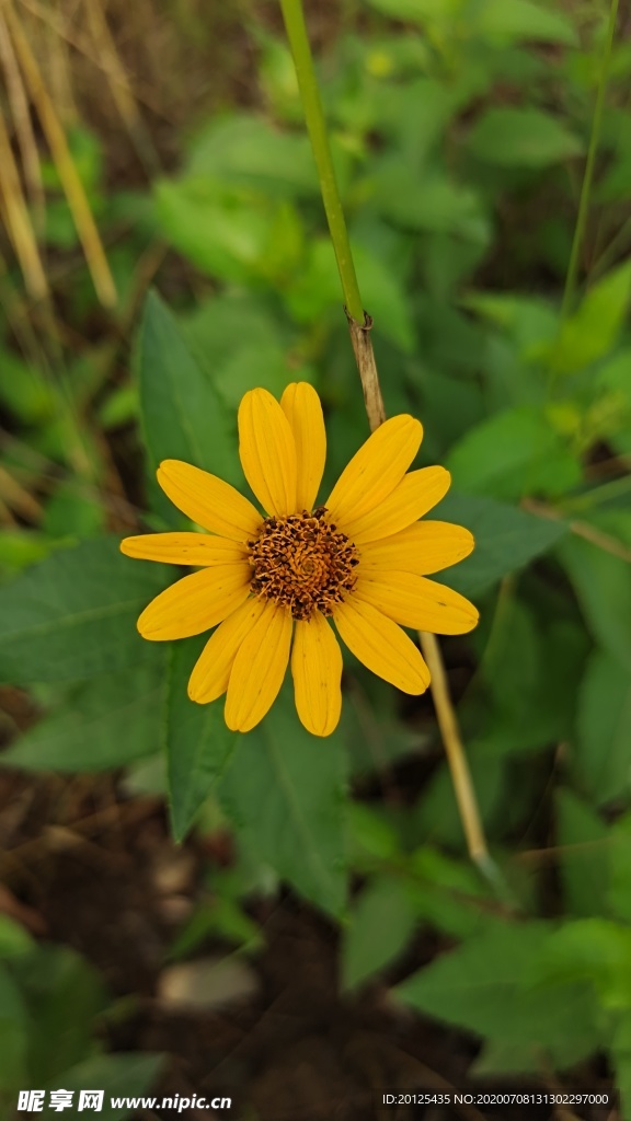 日光菊