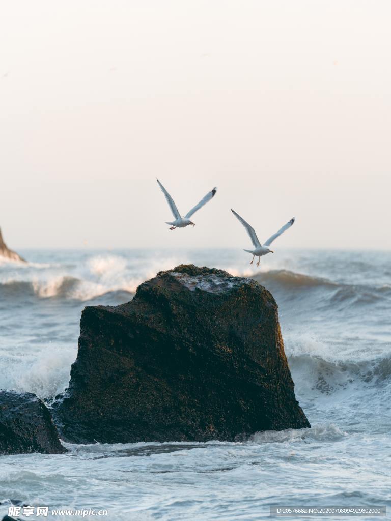 鸟儿在海上飞翔