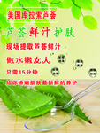 芦荟图片
