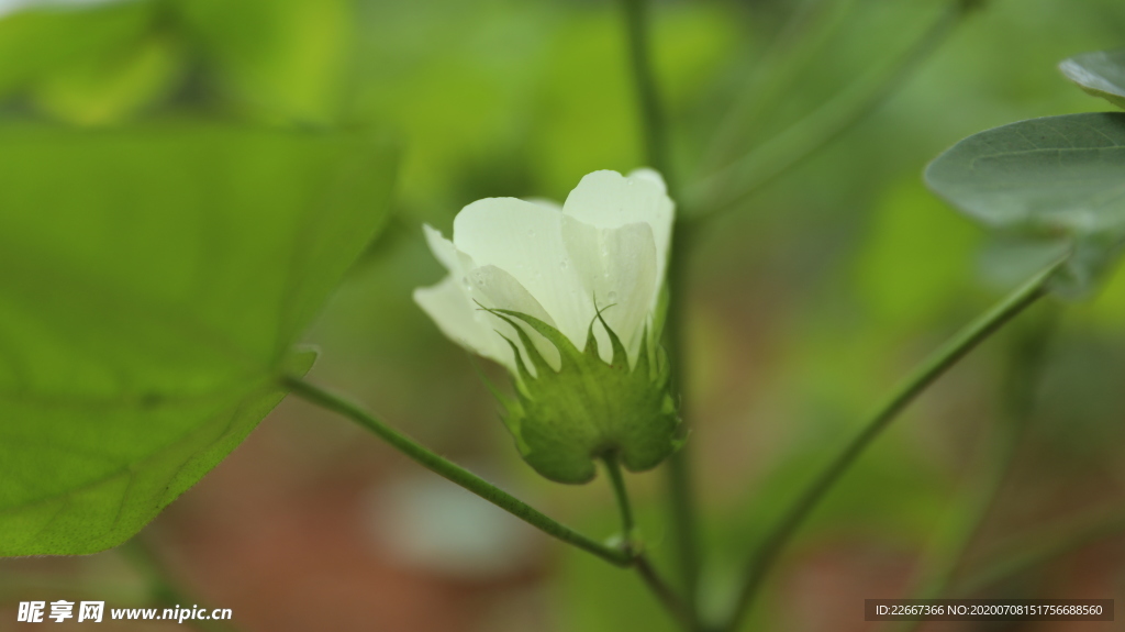 棉花花