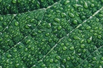 叶子上的水珠
