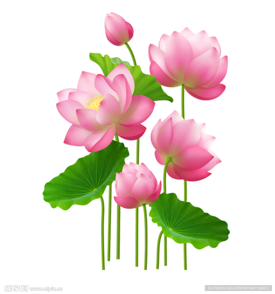 荷花