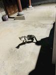 路灯下的猫妈妈