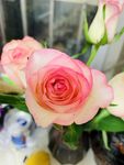 玫瑰花