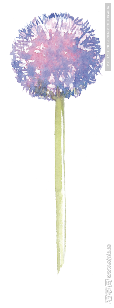 水彩蒲公英插画