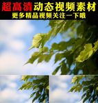 清新绿叶阳光森林树叶实拍视频