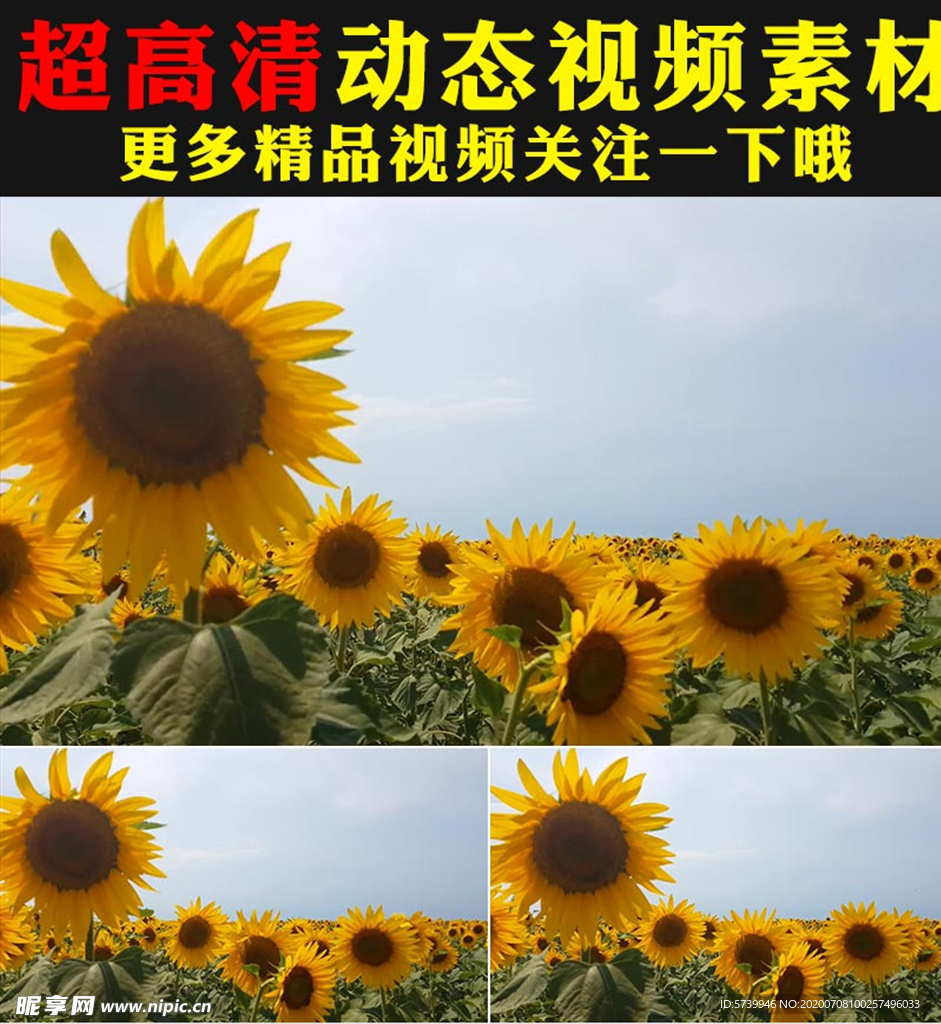 向日葵太阳花花海植物实拍视频