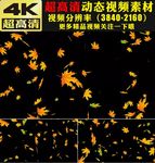 金黄色枫叶下落动画视频素材