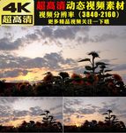 太阳花向日葵天空晚霞日落视频