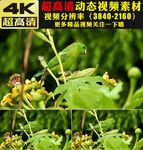 绿叶植物小鸟空镜头实拍视频素材