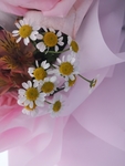 小雏菊