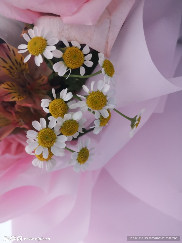小雏菊