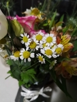 小雏菊