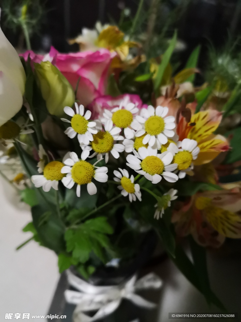 小雏菊