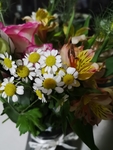 小雏菊