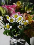 小雏菊