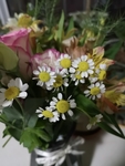 小雏菊