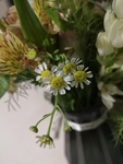 小雏菊