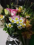 小雏菊