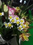 小雏菊