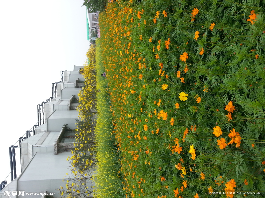 花草建筑风景