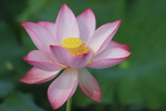 宝莲花