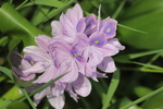 水百花