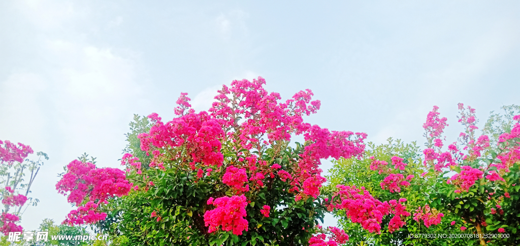 紫薇花