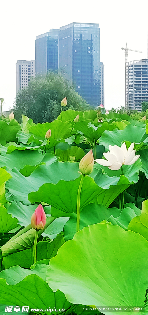 白莲花