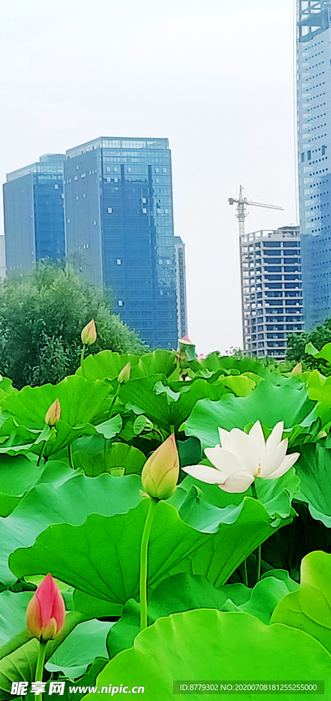荷花