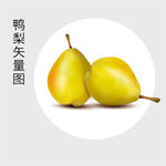 手绘梨 香梨 鸭梨