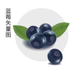 手绘蓝莓