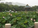 泰安东湖公园