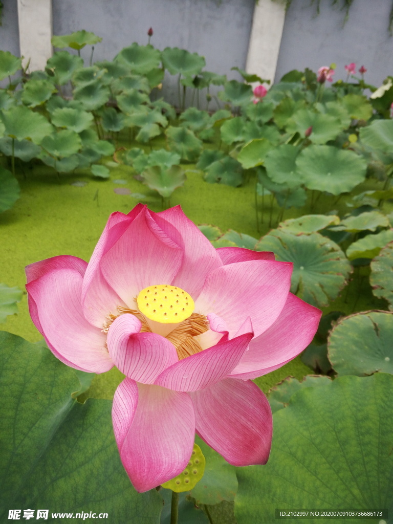 荷花