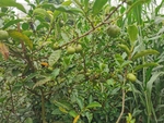 油茶果