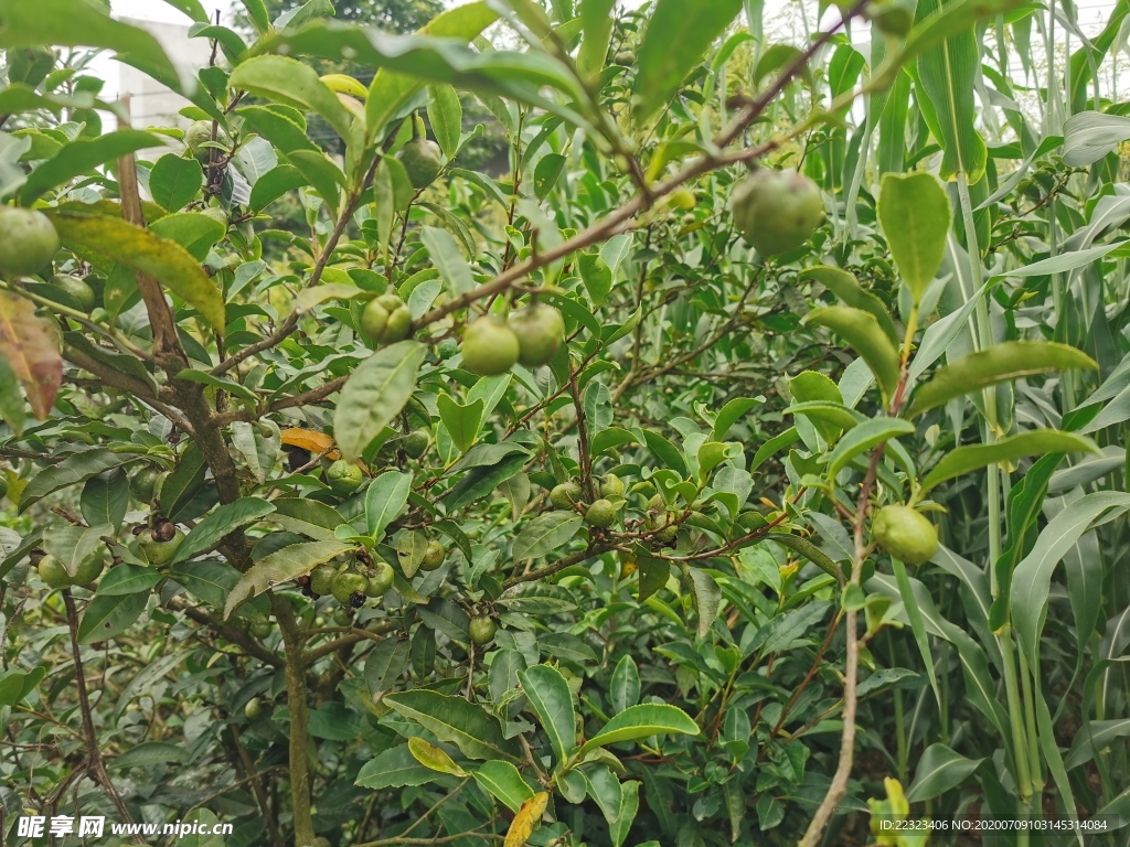 油茶果