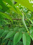 丝瓜