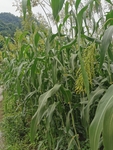 高粱地