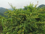 野果