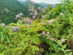 紫荆