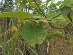 绒毛野桐
