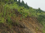 绒毛野桐