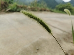 狗尾巴草