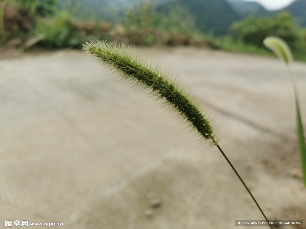 狗尾巴草