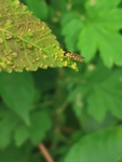 昆虫