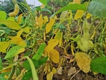 毛豆