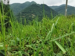 草地