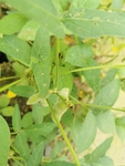 大豆荚