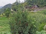红豆衫